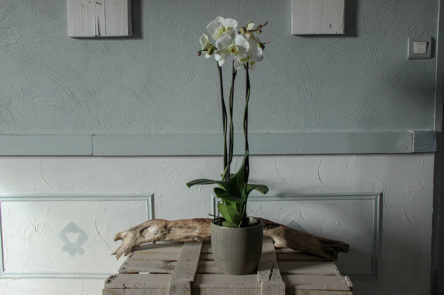 Orchidée