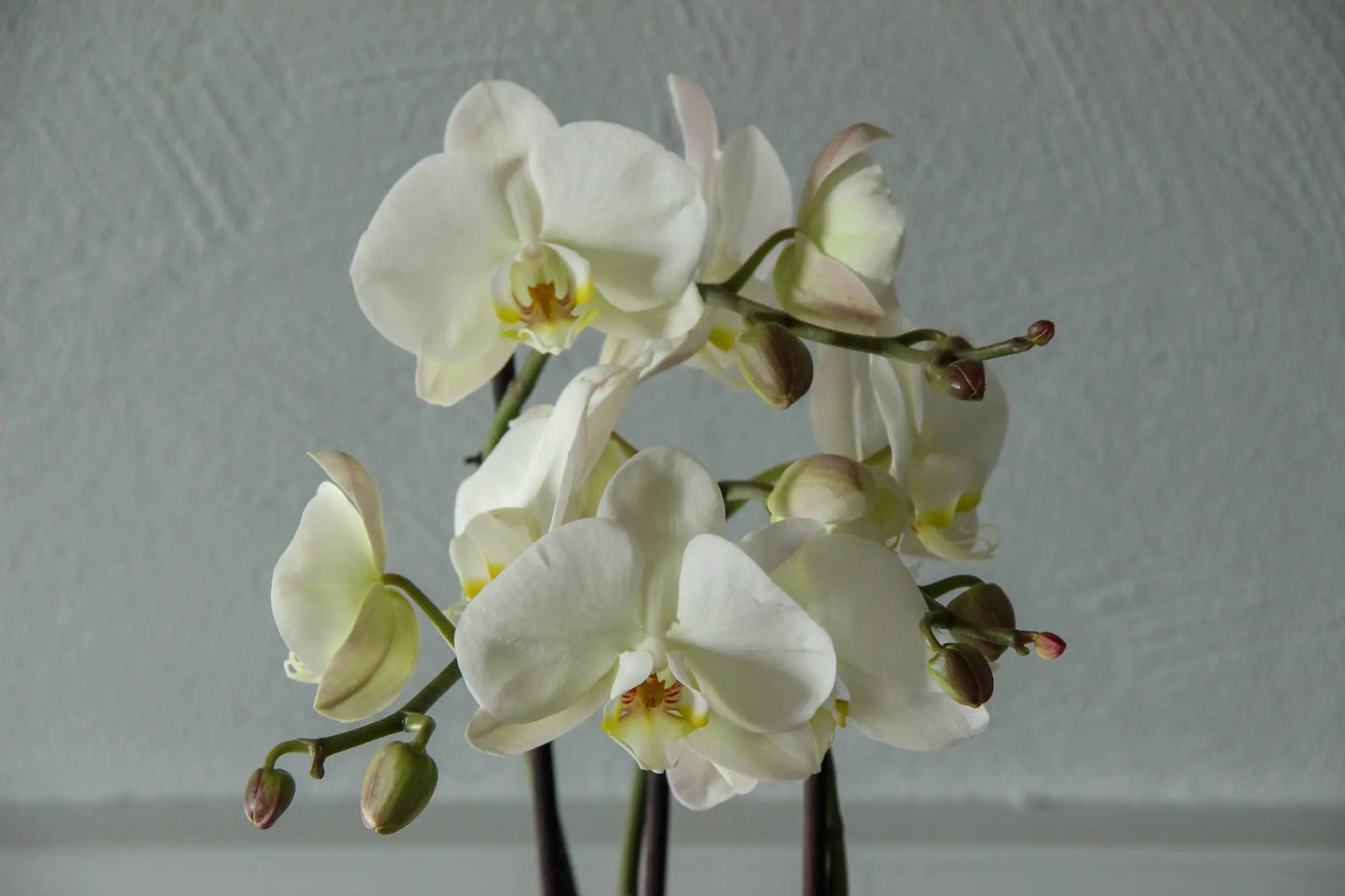 Orchidée