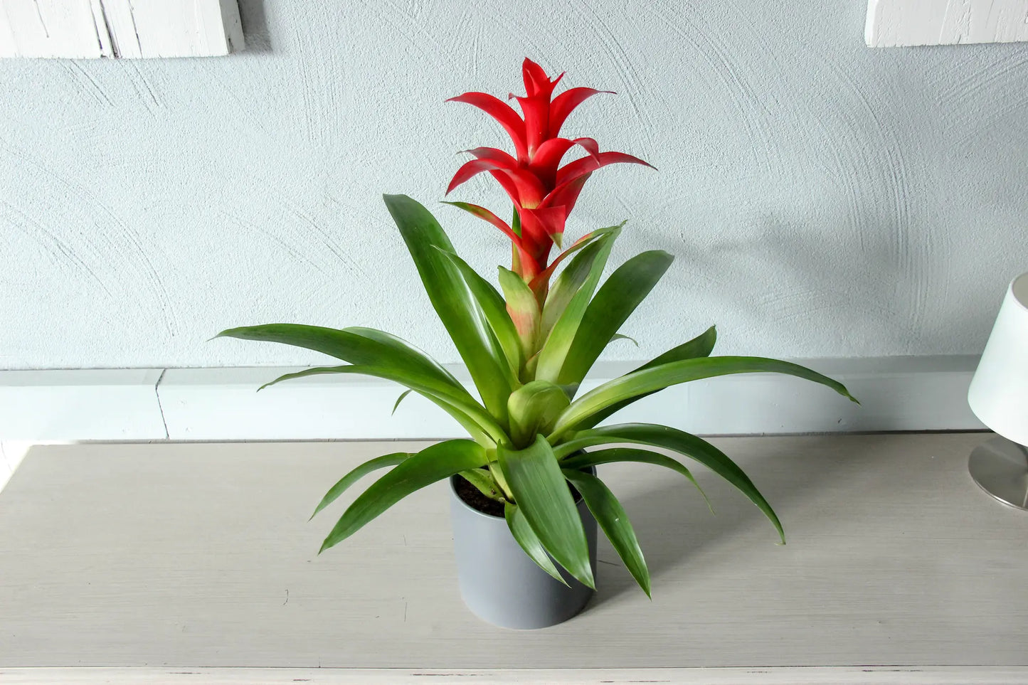 Guzmania